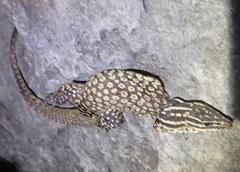 Varanus acanthurus