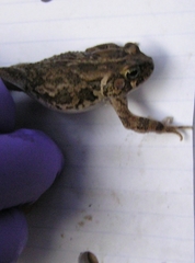 Sclerophrys xeros