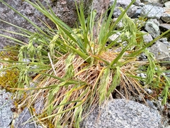 Poa novae-zelandiae