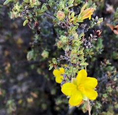 Hibbertia devitata