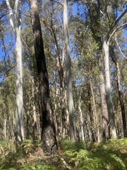 Eucalyptus cypellocarpa