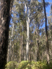 Eucalyptus cypellocarpa