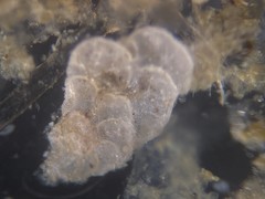 Cibicidoides variabilis