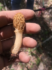 Morchellaceae