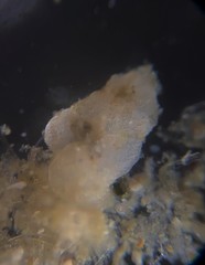 Cibicidoides variabilis