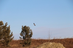 Buteo lagopus