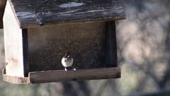 Baeolophus bicolor × atricristatus