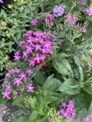 Pentas