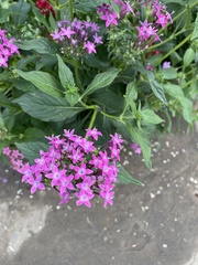 Pentas