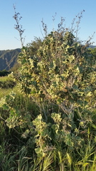 Malacothamnus davidsonii