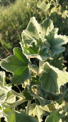 Malacothamnus davidsonii