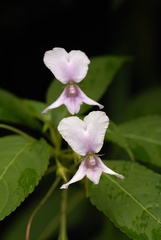 Impatiens cuspidata