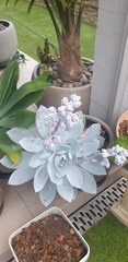 Echeveria cante