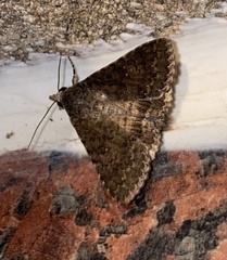 Pandesma robusta