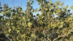 Malacothamnus davidsonii