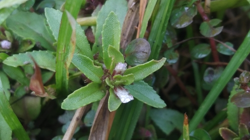 Limnophila repens observed 2021-12-25