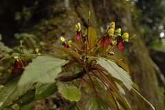 Impatiens parasitica