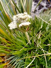 Aciphylla congesta
