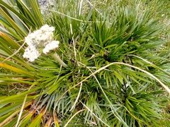Aciphylla congesta