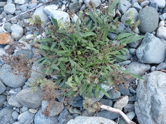 Phacelia leptosepala