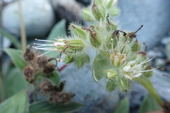 Phacelia leptosepala