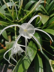 Hymenocallis speciosa
