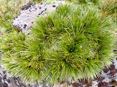 Aciphylla congesta