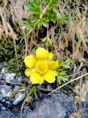 Ranunculus sericophyllus
