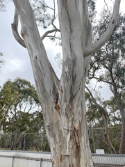 Corymbia bella