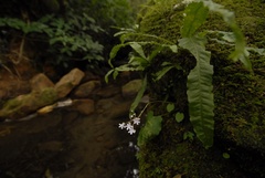 Impatiens chandrasekharanii