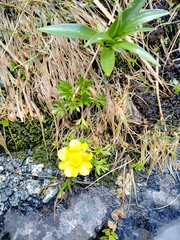 Ranunculus sericophyllus