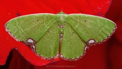 Comibaena procumbaria