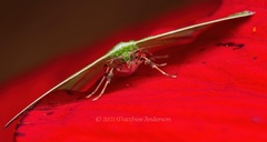 Comibaena procumbaria