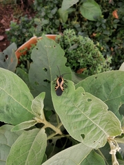 Sephina vinula
