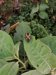 Sephina vinula