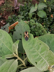 Sephina vinula