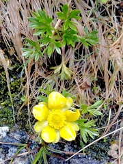 Ranunculus sericophyllus