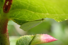 Eucalantica polita