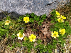 Ranunculus sericophyllus