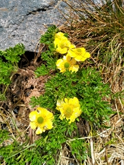 Ranunculus sericophyllus