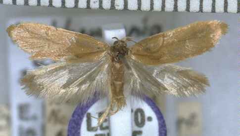 Tingena eriphaea