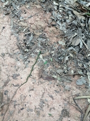 Philothamnus semivariegatus