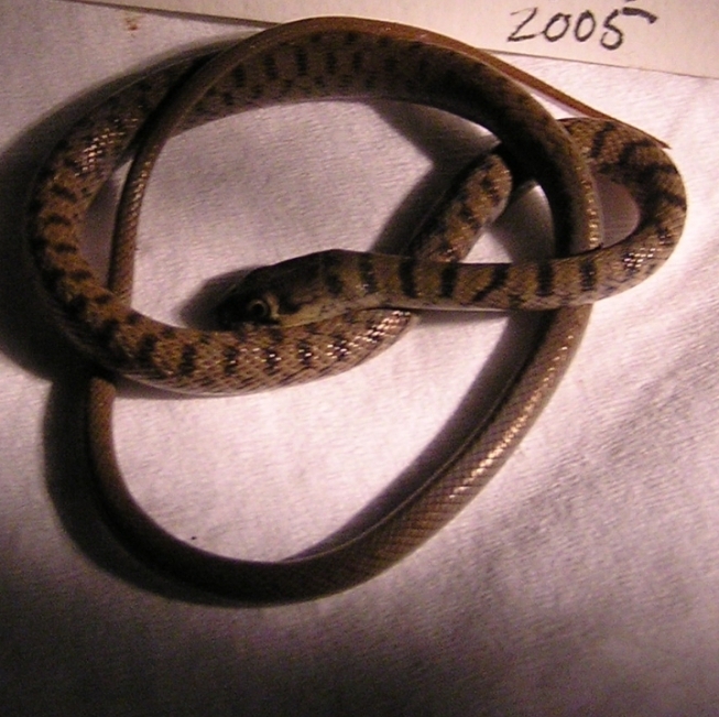 Ogaden Racer