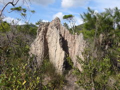 Nasutitermes triodiae