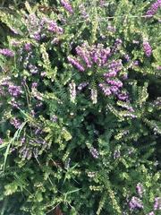 Erica carnea