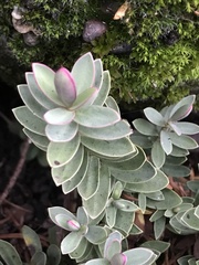 Veronica topiaria