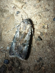 Agrotis munda