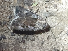 Agrotis munda