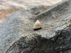 Bembicium