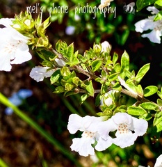 Westringia amabilis